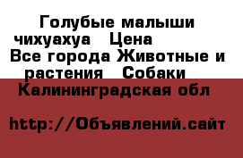 Голубые малыши чихуахуа › Цена ­ 25 000 - Все города Животные и растения » Собаки   . Калининградская обл.